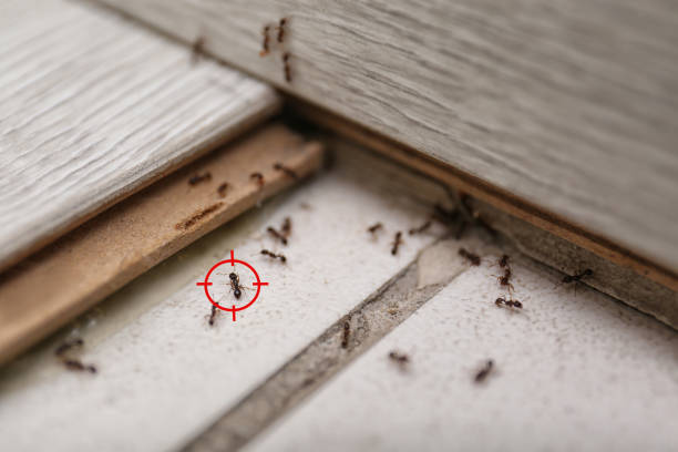 Best Pest Prevention Services  in North Ogden, UT