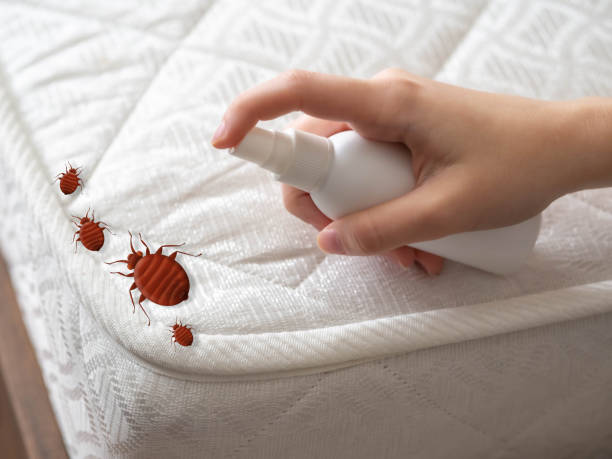 Best Flea Control Services  in North Ogden, UT