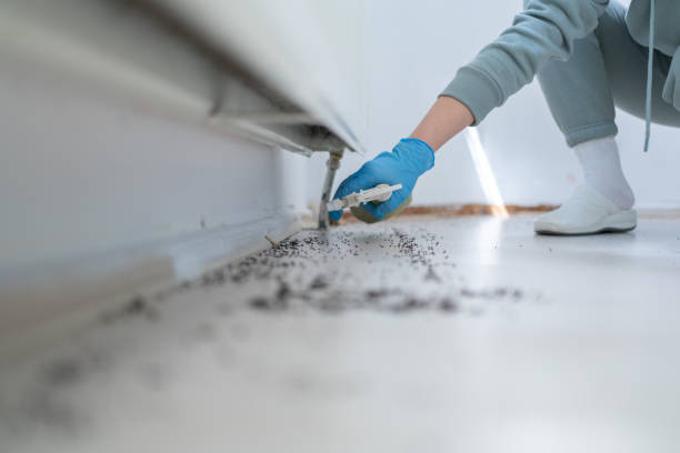 Best Local Pest Control Services  in North Ogden, UT